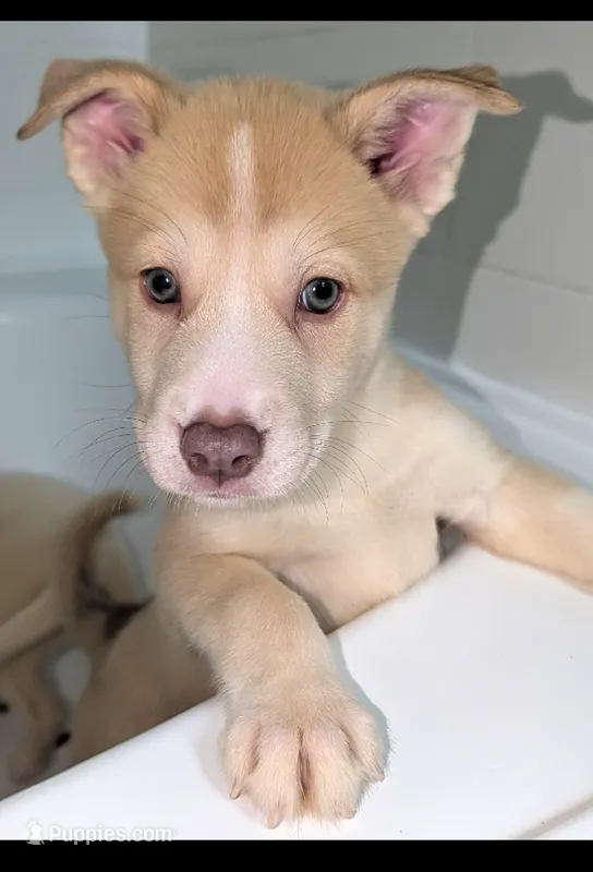 Peana – Siberian Husky, American Pit Bull Terrier puppy on hold in Orlando, FL