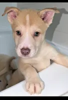 Peana, a female Siberian Husky and American Pit Bull Terrier for sale in Orlando, FL – 1 of 9