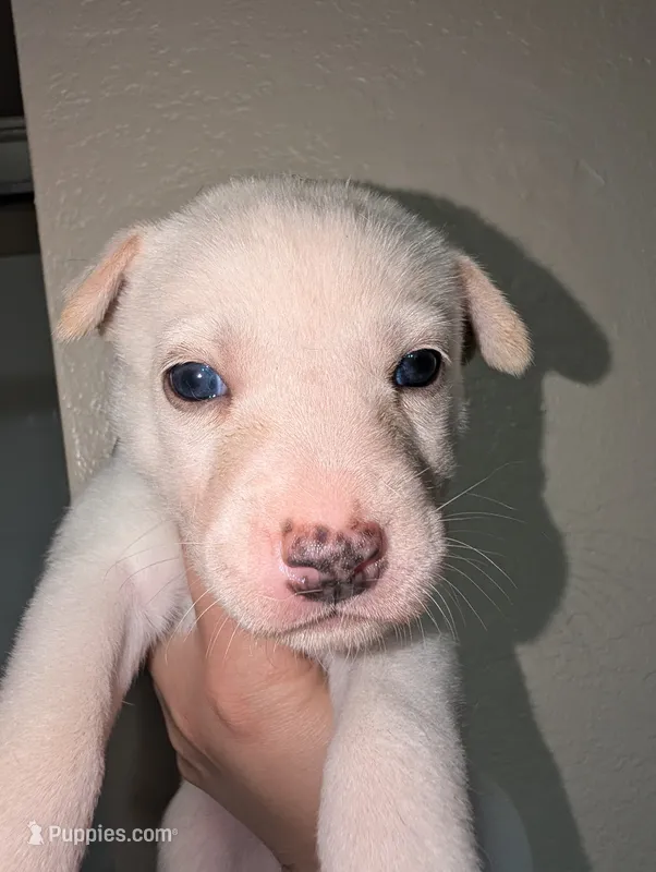 Stella – Siberian Husky puppy for sale in Orlando, FL