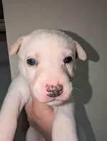 Stella, a female Siberian Husky for sale in Orlando, FL – 1 of 3