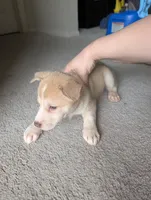 Peana, a female Siberian Husky and American Pit Bull Terrier for sale in Orlando, FL – 9 of 9