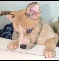 Celia , a female Siberian Husky and American Pit Bull Terrier for sale in Orlando, FL – 6 of 7