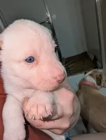Frozen, a female Siberian Husky for sale in Orlando, FL – 2 of 4