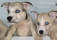 Mindey, a female Siberian Husky and American Pit Bull Terrier for sale in Orlando, FL – 5 of 8