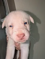 Frozen, a female Siberian Husky for sale in Orlando, FL – 3 of 4