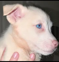 Frozen, a female Siberian Husky and American Pit Bull Terrier for sale in Orlando, FL – 5 of 6
