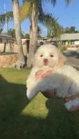 Halo , a female Maltipoo for sale in Sylmar, CA – 2 of 5