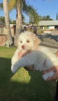 Halo , a female Maltipoo for sale in Sylmar, CA – 1 of 5