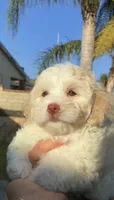 Halo , a female Maltipoo for sale in Sylmar, CA – 4 of 5