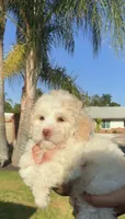 Halo , a female Maltipoo for sale in Sylmar, CA – 5 of 5