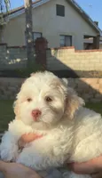 Halo , a female Maltipoo for sale in Sylmar, CA – 3 of 5