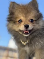 Boy Pom 1, a male Pomeranian for sale in Madera, CA – 9 of 10