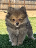 Boy Pom 1, a male Pomeranian for sale in Madera, CA – 10 of 10