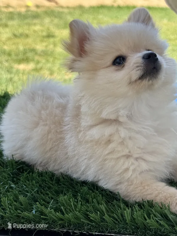 Elsa – Pomeranian puppy for sale in Madera, CA