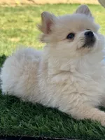 Elsa, a female Pomeranian for sale in Madera, CA – 1 of 3