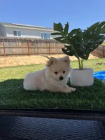 Elsa, a female Pomeranian for sale in Madera, CA – 2 of 3
