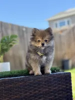 Boy Pom 1, a male Pomeranian for sale in Madera, CA – 5 of 10