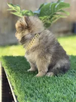 Boy Pom 1, a male Pomeranian for sale in Madera, CA – 8 of 10