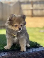 Boy Pom 1, a male Pomeranian for sale in Madera, CA – 7 of 10
