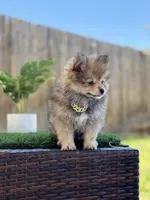 Boy Pom 1, a male Pomeranian for sale in Madera, CA – 6 of 10