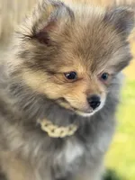 Boy Pom 1, a male Pomeranian for sale in Madera, CA – 1 of 10