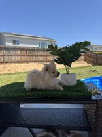 Elsa, a female Pomeranian for sale in Madera, CA – 3 of 3