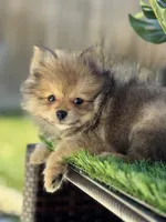 Boy Pom 1, a male Pomeranian for sale in Madera, CA – 4 of 10
