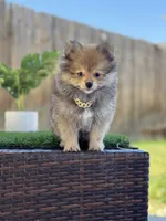 Boy Pom 1, a male Pomeranian for sale in Madera, CA – 3 of 10