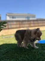 Boy Pom 1, a male Pomeranian for sale in Madera, CA – 2 of 10