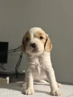 SPOTS, a male Cocker Spaniel and English Cocker Spaniel for sale in Palm Desert, CA – 3 of 10