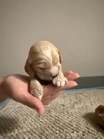 Big Head, a male Cocker Spaniel and English Cocker Spaniel for sale in Palm Desert, CA – 3 of 3
