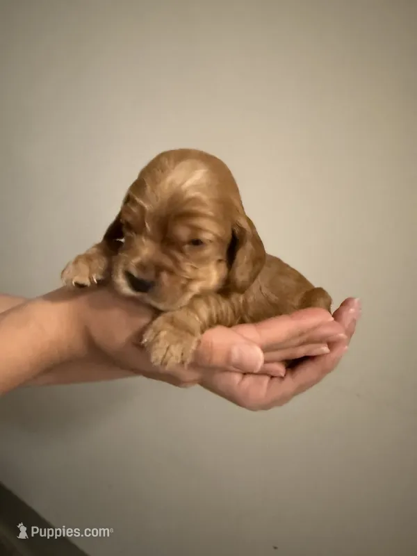 Chocolate – Cocker Spaniel, English Cocker Spaniel puppy for sale in Palm Desert, CA