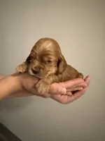 Chocolate, a male Cocker Spaniel and English Cocker Spaniel for sale in Palm Desert, CA – 1 of 3