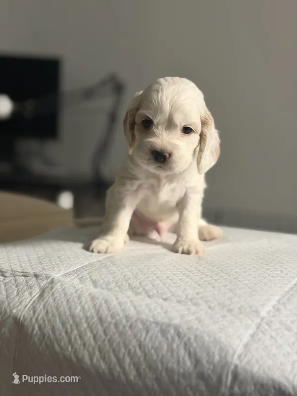 Pibble – Cocker Spaniel, English Cocker Spaniel puppy for sale in Palm Desert, CA