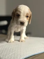 SPOTS, a male Cocker Spaniel and English Cocker Spaniel for sale in Palm Desert, CA – 10 of 10