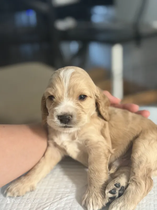 Big Head – Cocker Spaniel, English Cocker Spaniel puppy for sale in Palm Desert, CA