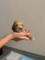 Custar, a male Cocker Spaniel and English Cocker Spaniel for sale in Palm Desert, CA – 3 of 3