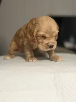Rocco, a male English Cocker Spaniel for sale in Palm Desert, CA – 3 of 5
