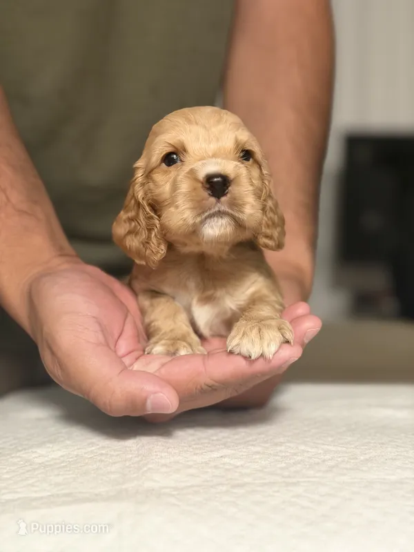 Rocco – English Cocker Spaniel puppy for sale in Palm Desert, CA