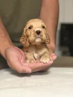 Rocco, a male English Cocker Spaniel for sale in Palm Desert, CA – 1 of 5