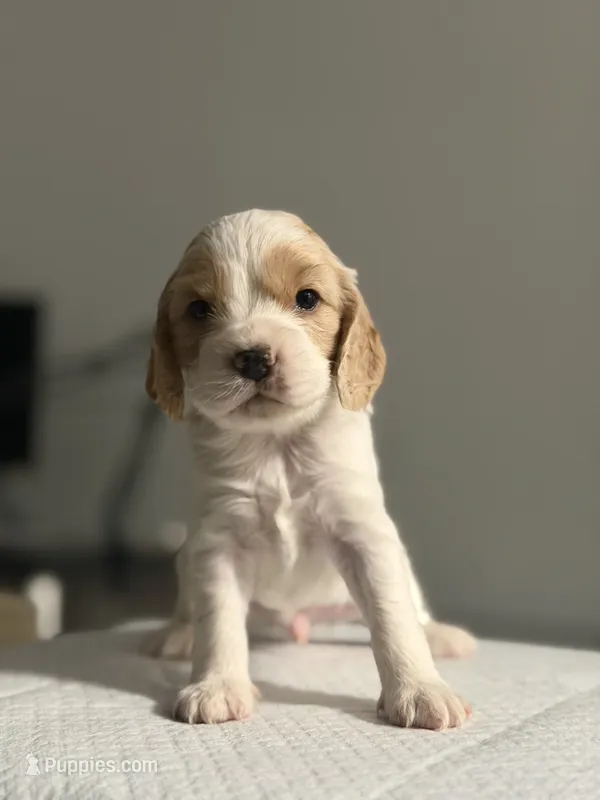 Fendi – Cocker Spaniel, English Cocker Spaniel puppy for sale in Palm Desert, CA
