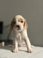 SPOTS, a male Cocker Spaniel and English Cocker Spaniel for sale in Palm Desert, CA – 1 of 10