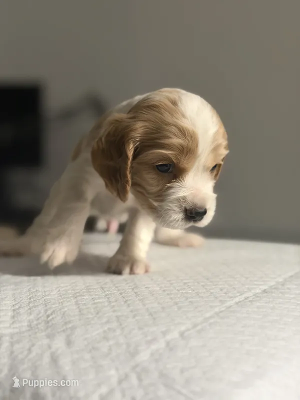 Mickey – Cocker Spaniel, English Cocker Spaniel puppy for sale in Palm Desert, CA