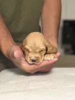 Rocco, a male English Cocker Spaniel for sale in Palm Desert, CA – 2 of 5