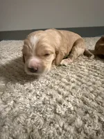 Big Head, a male Cocker Spaniel and English Cocker Spaniel for sale in Palm Desert, CA – 2 of 3