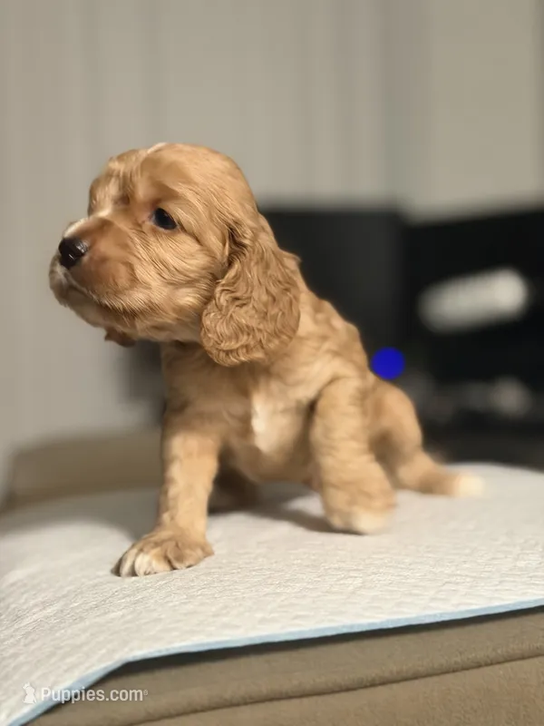 Custar – Cocker Spaniel, English Cocker Spaniel puppy for sale in Palm Desert, CA