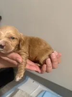 Custar, a male Cocker Spaniel and English Cocker Spaniel for sale in Palm Desert, CA – 1 of 3