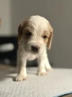 SPOTS, a male Cocker Spaniel and English Cocker Spaniel for sale in Palm Desert, CA – 2 of 10
