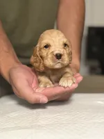 Rocco, a male English Cocker Spaniel for sale in Palm Desert, CA – 5 of 5