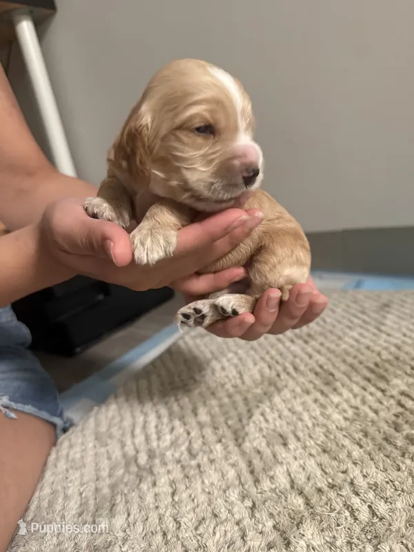 Big Head – Cocker Spaniel, English Cocker Spaniel puppy for sale in Palm Desert, CA